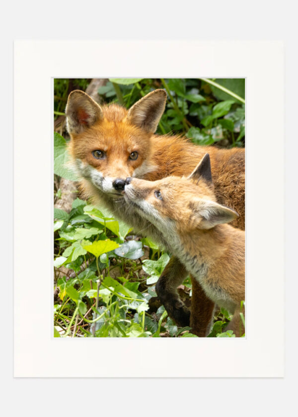 Fox Love - Image 7