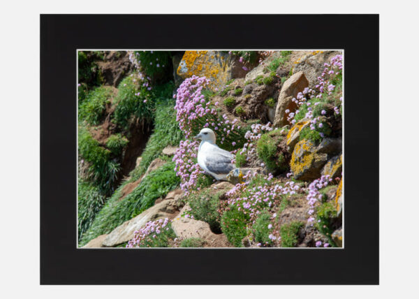 Fulmar Saltee Islands - Image 6