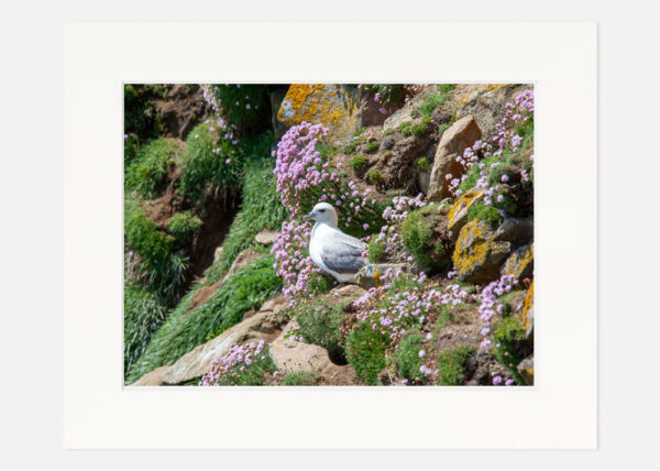 Fulmar Saltee Islands - Image 7