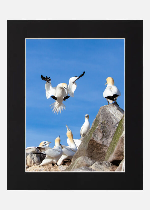 Make Way - Gannets Saltee Islands - Image 6