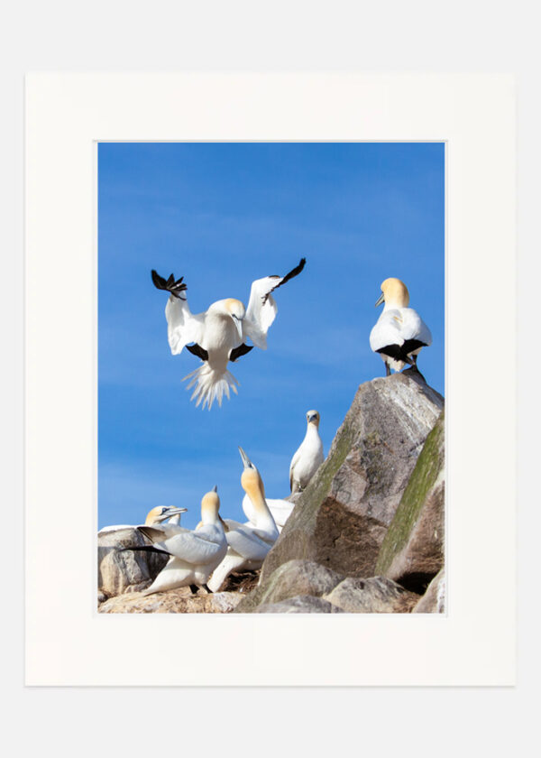 Make Way - Gannets Saltee Islands - Image 7