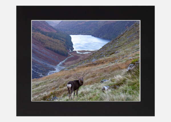 Sika Stag Glendalough - Image 6