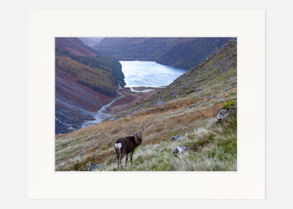 Sika Stag Glendalough - Image 7