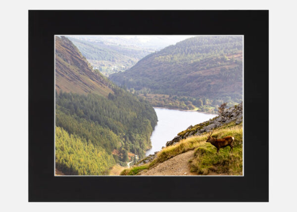 Lonesome Stag Glendalough - Image 6
