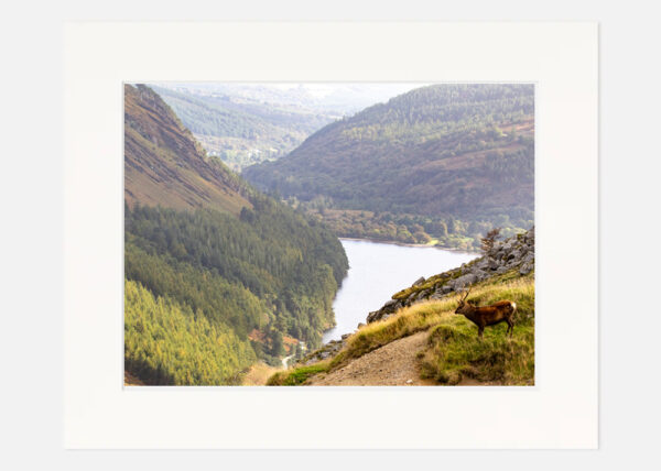 Lonesome Stag Glendalough - Image 7