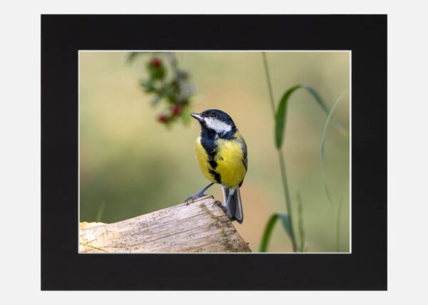 Great Tit - Image 6