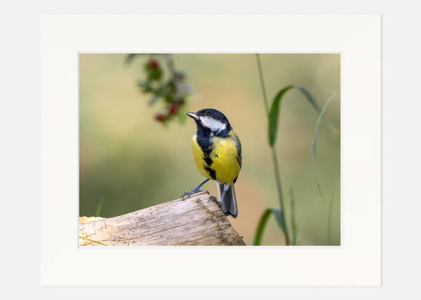 Great Tit - Image 7
