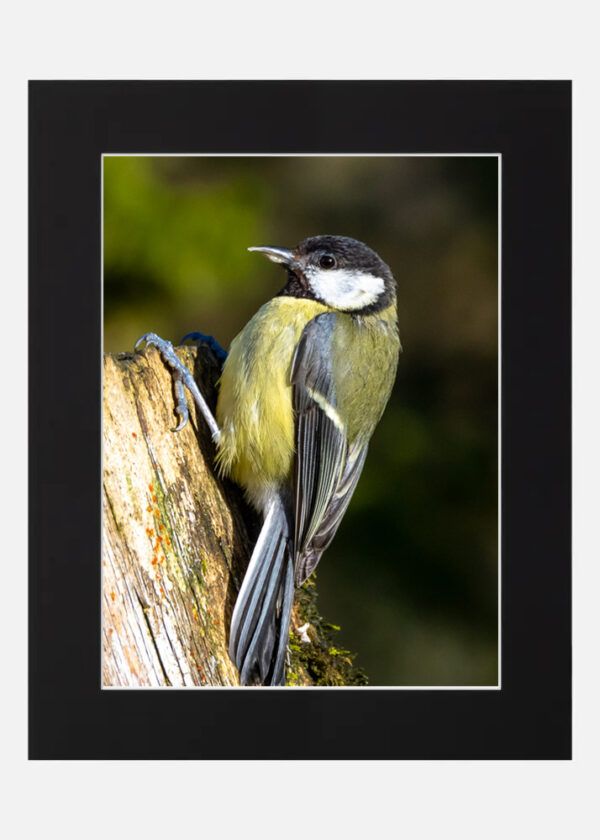 Great Tit - Image 6