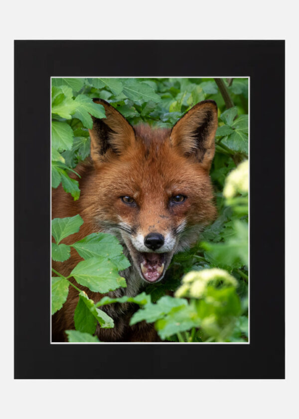 The Happy Fox - Image 6