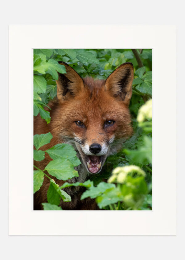 The Happy Fox - Image 7