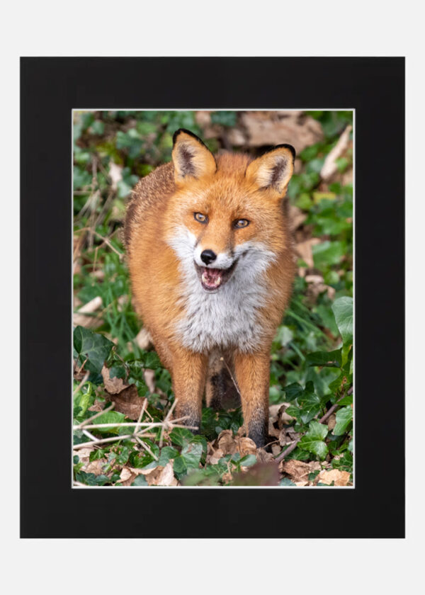 The Happy Fox - Image 6