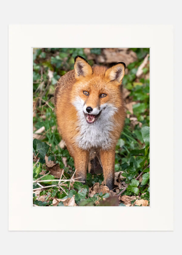 The Happy Fox - Image 7