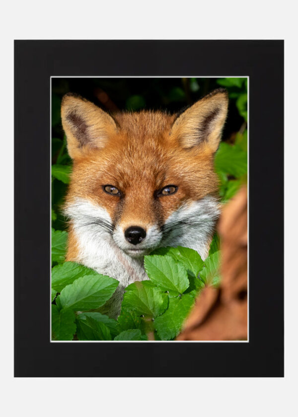 Happy Fox - Image 6