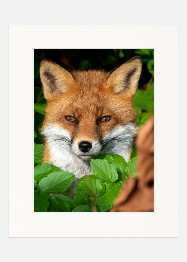 Happy Fox - Image 7