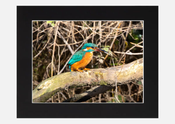 Kingfisher - Image 6