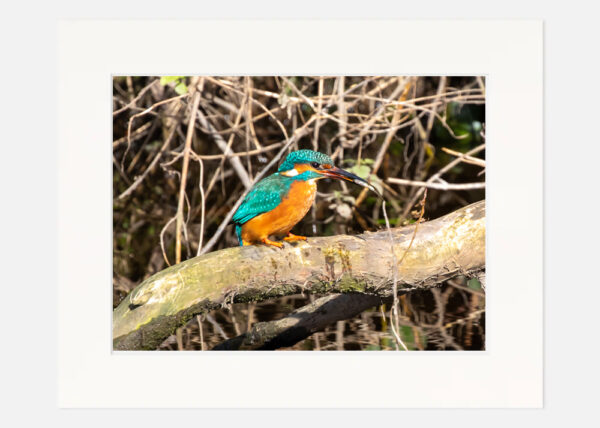 Kingfisher - Image 7