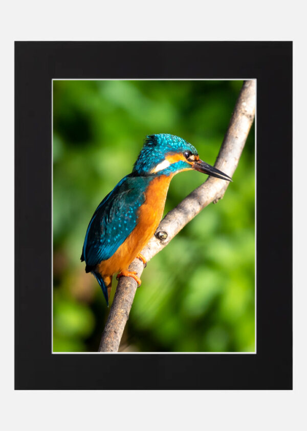 Kingfisher - Image 6