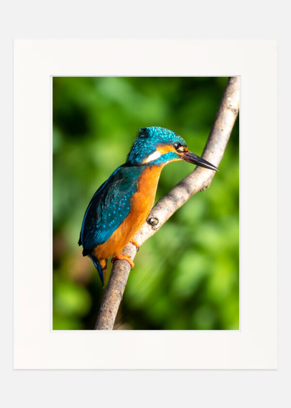 Kingfisher - Image 7
