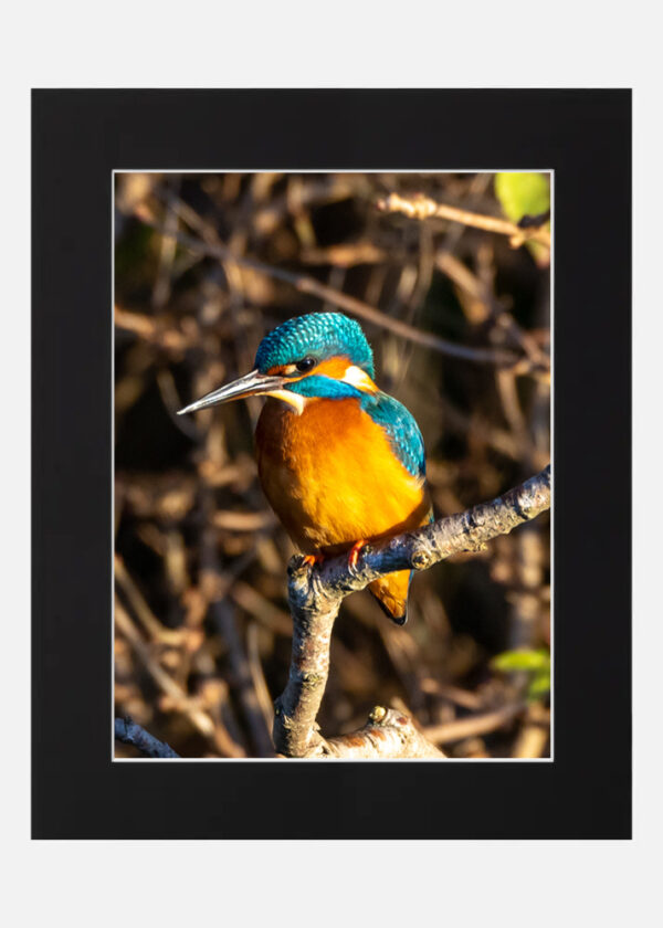 Kingfisher - Image 6