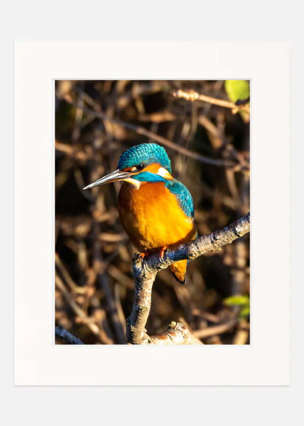 Kingfisher - Image 7