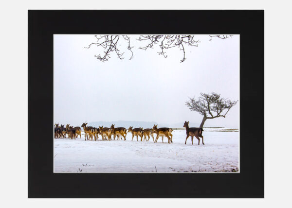 Phoenix Park Deer in the Snow - Image 6