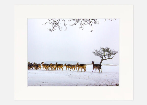 Phoenix Park Deer in the Snow - Image 7