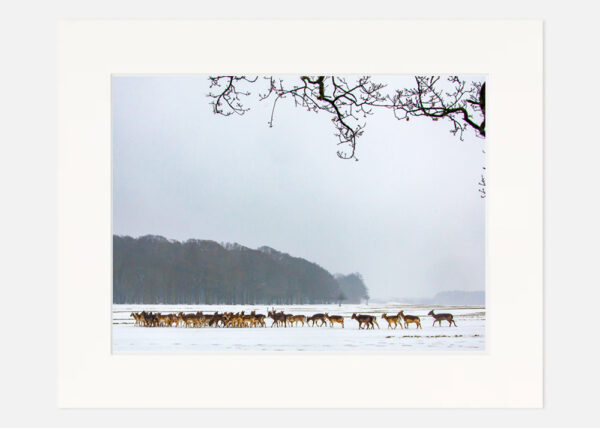Phoenix Park Deer in the Snow - Image 7