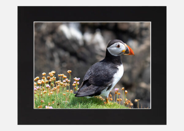 Puffin Saltee Islands - Image 6
