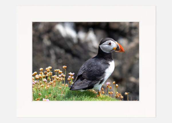 Puffin Saltee Islands - Image 7