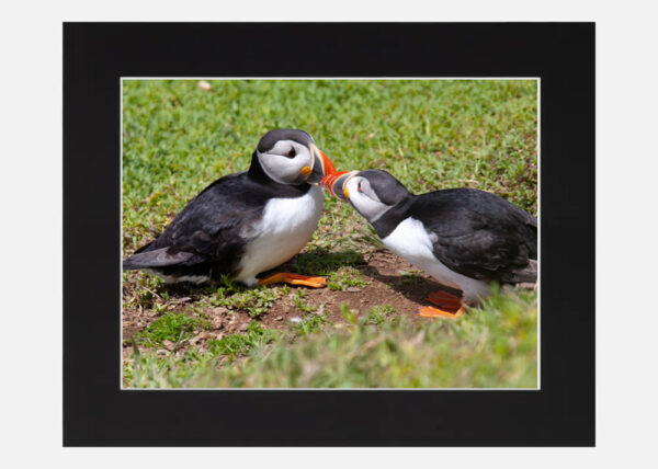 Puffin Love Saltee Islands - Image 6
