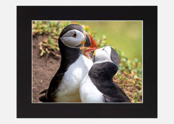 Puffins Saltee Islands - Image 6