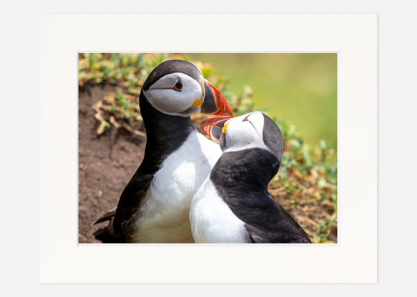 Puffins Saltee Islands - Image 7