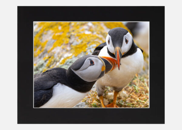 Puffin Love Saltee Islands - Image 6
