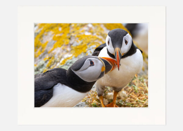 Puffin Love Saltee Islands - Image 7