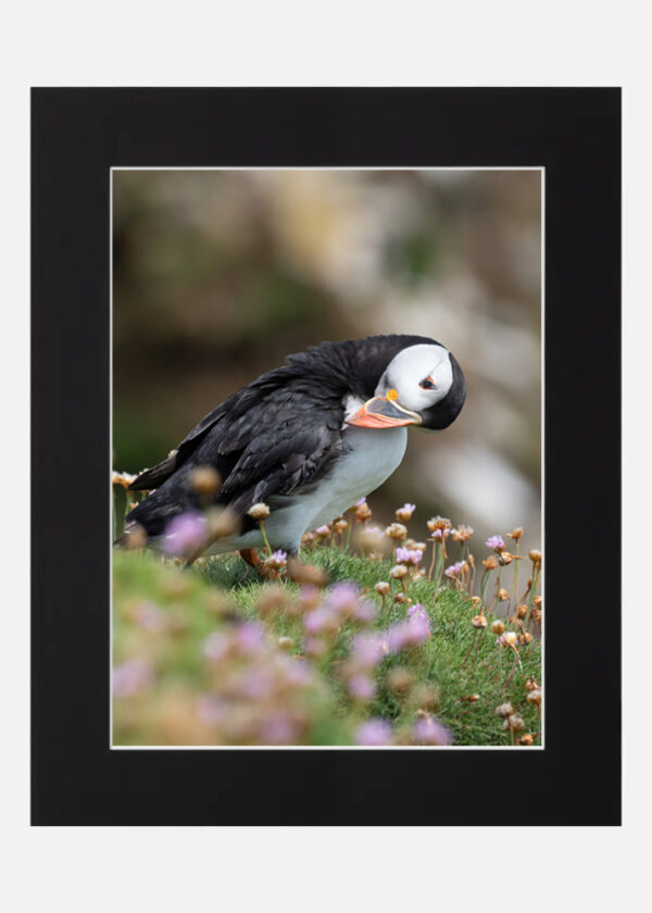 Puffin Saltee Islands - Image 6