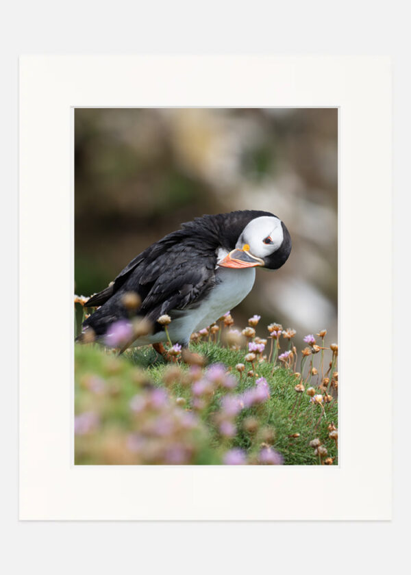 Puffin Saltee Islands - Image 7