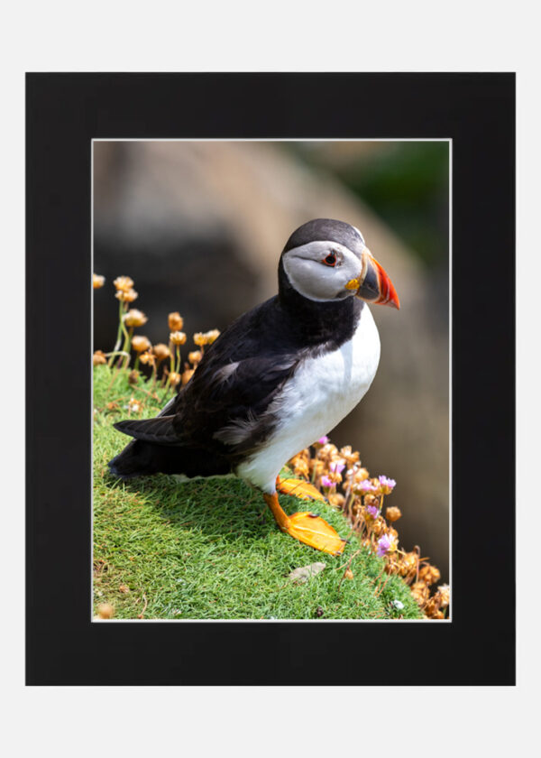 Puffin Saltee Islands - Image 6