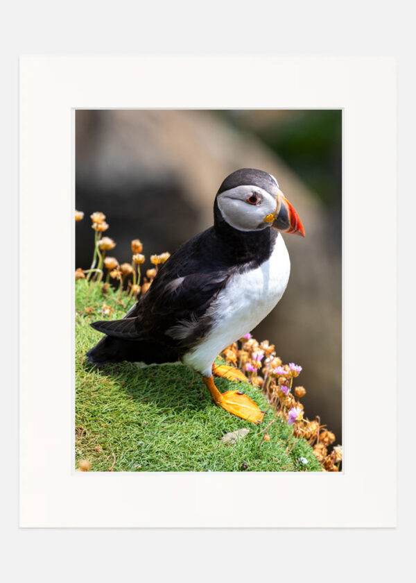 Puffin Saltee Islands - Image 7