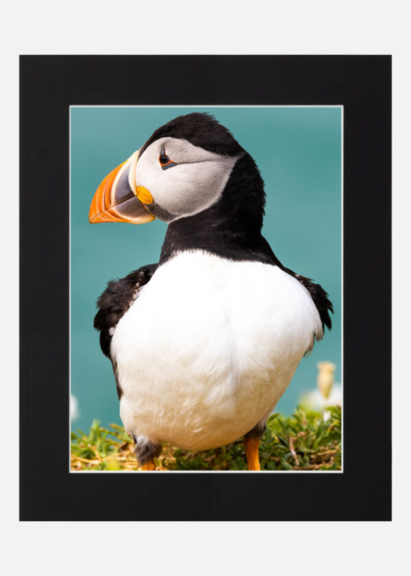 Puffin Saltee Islands - Image 6
