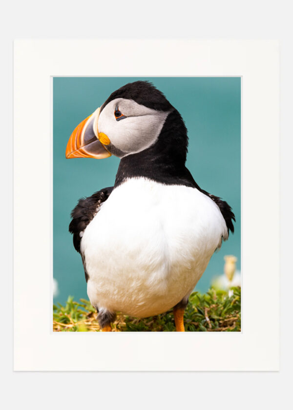 Puffin Saltee Islands - Image 7