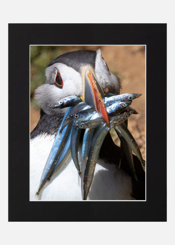 Puffin - Saltee Islands - Image 6