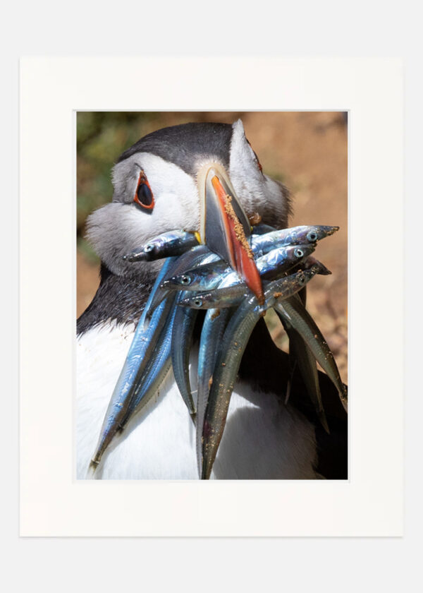 Puffin - Saltee Islands - Image 7