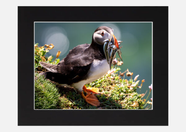 Puffin Saltee Islands - Image 6