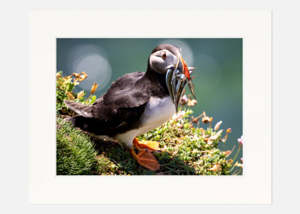 Puffin Saltee Islands - Image 7