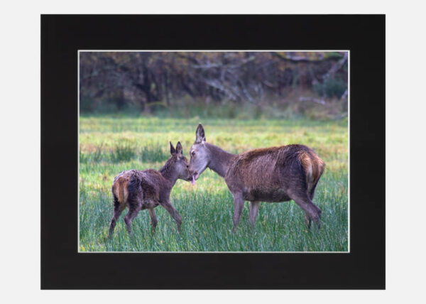 Red Deer Killarney - Image 6
