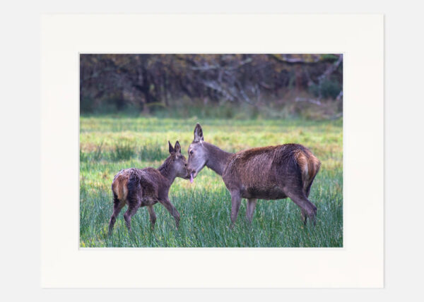 Red Deer Killarney - Image 7
