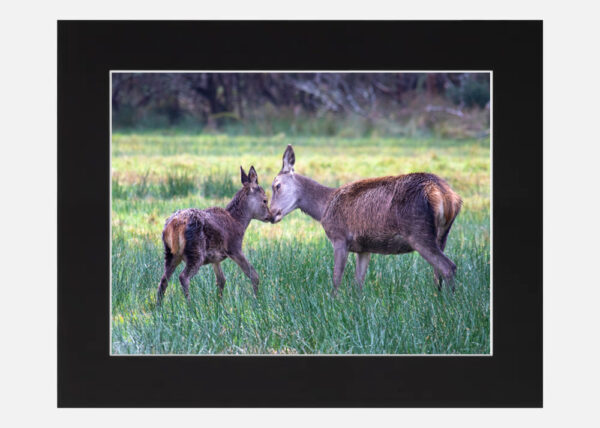 Red Deer Killarney - Image 6