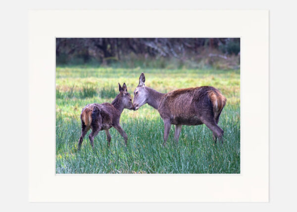 Red Deer Killarney - Image 7