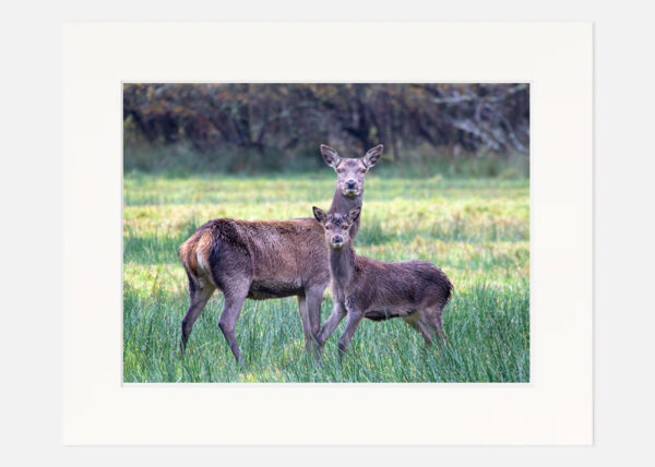 Red Deer Killarney - Image 7