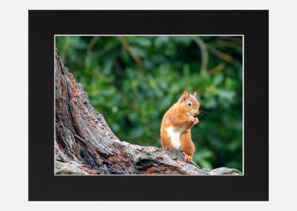 Red Squirrel - Image 6